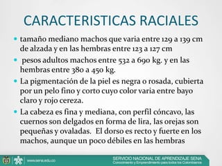 CARACTERISTICAS RACIALES
 tamaño mediano machos que varia entre 129 a 139 cm

de alzada y en las hembras entre 123 a 127 cm
 pesos adultos machos entre 532 a 690 kg. y en las
hembras entre 380 a 450 kg.
 La pigmentación de la piel es negra o rosada, cubierta
por un pelo fino y corto cuyo color varia entre bayo
claro y rojo cereza.
 La cabeza es fina y mediana, con perfil cóncavo, las
cuernos son delgados en forma de lira, las orejas son
pequeñas y ovaladas. El dorso es recto y fuerte en los
machos, aunque un poco débiles en las hembras

 