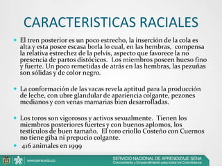 CARACTERISTICAS RACIALES
 El tren posterior es un poco estrecho, la inserción de la cola es

alta y esta posee escasa borla lo cual, en las hembras, compensa
la relativa estrechez de la pelvis, aspecto que favorece la no
presencia de partos distócicos. Los miembros poseen hueso fino
y fuerte. Un poco remetidas de atrás en las hembras, las pezuñas
son sólidas y de color negro.

 La conformación de las vacas revela aptitud para la producción

de leche, con ubre glandular de apariencia colgante, pezones
medianos y con venas mamarias bien desarrolladas.

 Los toros son vigorosos y activos sexualmente. Tienen los

miembros posteriores fuertes y con buenos aplomos, los
testículos de buen tamaño. El toro criollo Costeño con Cuernos
no tiene giba ni prepucio colgante.
 416 animales en 1999

 