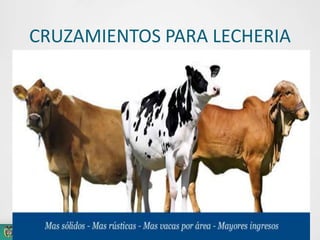 CRUZAMIENTOS PARA LECHERIA

 