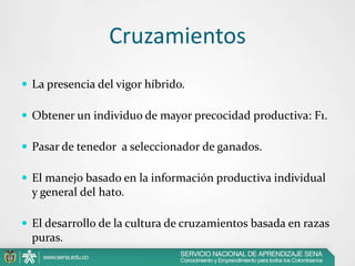 Cruzamientos
 La presencia del vigor híbrido.
 Obtener un individuo de mayor precocidad productiva: F1.
 Pasar de tenedor a seleccionador de ganados.
 El manejo basado en la información productiva individual

y general del hato.
 El desarrollo de la cultura de cruzamientos basada en razas

puras.

 