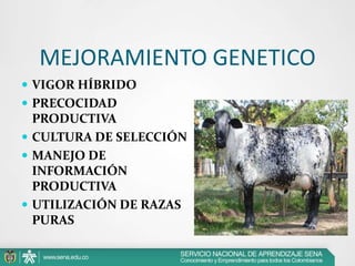 MEJORAMIENTO GENETICO
 VIGOR HÍBRIDO
 PRECOCIDAD

PRODUCTIVA
 CULTURA DE SELECCIÓN
 MANEJO DE
INFORMACIÓN
PRODUCTIVA
 UTILIZACIÓN DE RAZAS
PURAS

 