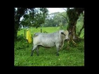 Razas bovinas lecheras 3