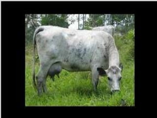 Razas bovinas lecheras 3