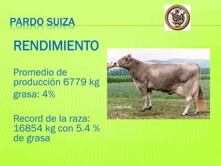 PARDO SUIZA

RENDIMIENTO
Promedio de
producción 6779 kg
grasa: 4%

Record de la raza:
16854 kg con 5.4 %
de grasa

 