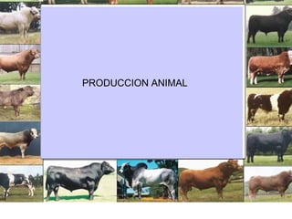 PRODUCCION ANIMAL

 