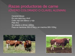 Características:
Es una raza muy dócil
Color rojo con blanco y rojo
Pelo fino
Se adapta a climas cálidos
Peso en hembras 550-575kg y en machos 900-100kg
 