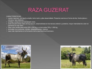 CARACTERISTICAS:
• cuerpo vigoroso, con pecho amplio, lomo recto y giba desarrollada. Presenta cuernos en forma de lira, frente plana o
cóncava, ojos elípticos
• ombligo y prepucio son de tamaño recto.
• Color de piel cenizo claro al muy oscuro, observándose en los tercios anterior y posterior, mayor intensidad de color en
hembras es mas claro.
• Peso vaca adulta pesa entre 500 y 550 kg y un toro entre 700 y 1.000 kg.
• Animales muy precoces, dóciles, adaptabilizables, rústicos
• raza más importante en la formación de la raza Brahma Americano.
 