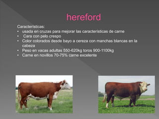 Características:
• usada en cruzas para mejorar las características de carne
• Cara con pelo crespo
• Color colorados desde bayo a cereza con manchas blancas en la
cabeza
• Peso en vacas adultas 550-620kg toros 900-1100kg
• Carne en novillos 70-75% carne excelente
 