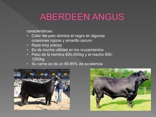 características:
• Color del pelo domina el negro en algunas
ocasiones rojizas y amarillo oscuro
• Raza muy precoz
• Es de mucha utilidad en los cruzamientos
• Peso de la hembra 600-650kg y el macho 850-
1200kg
• Su carne es de un 80-85% de excelencia
 