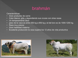 Características:
• Gran productor de carne
• Color blanco, gris y dependiendo sus cruces con otras razas
• Un temperamento dócil
• peso de la vaca es entre 550 kg a 650 kg y el del toro es de 1000-1200 kg.
• Raza muy precoz
• Gran habilidad materna
• Excelente producción la vaca supera los 12 años de vida productiva
 