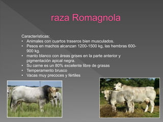 Características:
• Animales con cuartos traseros bien musculados.
• Pesos en machos alcanzan 1200-1500 kg, las hembras 600-
900 kg.
• manto blanco con áreas grises en la parte anterior y
pigmentación apical negra.
• Su carne es un 80% excelente libre de grasas
• Temperamento brusco
• Vacas muy precoces y fértiles
 