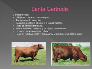 Características:
• pelaje es colorado, cereza tapado.
• Temperamento tranquilo
• Bastante resistente al calor y a las garrapatas.
• Raza de tamaño mediano.
• Buena habilidad materna y de rápido crecimiento.
• produce carne de óptima calidad.
• Peso en machos 1000-1100kg aprox y hembras 750-800kg aprox
 