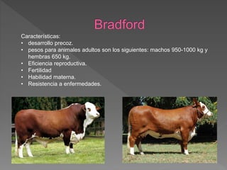 Características:
• desarrollo precoz.
• pesos para animales adultos son los siguientes: machos 950-1000 kg y
hembras 650 kg.
• Eficiencia reproductiva.
• Fertilidad
• Habilidad materna.
• Resistencia a enfermedades.
 