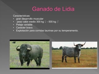 Características:
• gran desarrollo muscular
• peso valor medio 300 kg ♀ - 500 kg ♂
• Pelaje variable
• Carácter bravo
• Explotación para corridas taurinas por su temperamento.
 