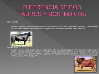 BOS TAURUS:
 Son razas originarias de Europa reconocidas en todo el mundo por sus altos rendimientos cárnicos y la precocidad de
sus crías. Entre las razas representativas de la especie Bos Taurus están: Aberdeen Angus, Limousin.
BOS INDICUS:
 También conocido como ganado cebú, es más popular entre los países del trópico en los cuales se ha procedido a
realizar cruces de animales Bos indicus con animales criollos o Bos Taurus. Algunas de las razas más representativas
de esta especie son: Brahmán, Nelore, Guzerat, Gyr, Indubrasil.Hereford, Shorthorn, Charolaise, Romagnola,
Chianina, Jersey, Pardo Suizo y otros.
 