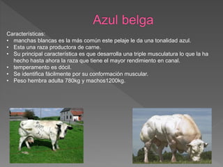 Características:
• manchas blancas es la más común este pelaje le da una tonalidad azul.
• Esta una raza productora de carne.
• Su principal característica es que desarrolla una triple musculatura lo que la ha
hecho hasta ahora la raza que tiene el mayor rendimiento en canal.
• temperamento es dócil.
• Se identifica fácilmente por su conformación muscular.
• Peso hembra adulta 780kg y machos1200kg.
 