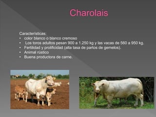 Características:
• color blanco o blanco cremoso
• Los toros adultos pesan 900 a 1.250 kg y las vacas de 560 a 950 kg.
• Fertilidad y prolificidad (alta tasa de partos de gemelos).
• Animal rústico
• Buena productora de carne.
 