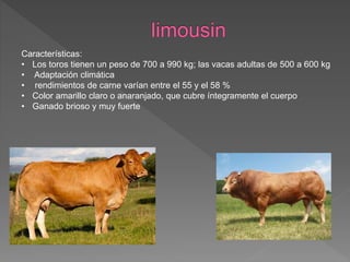 Características:
• Los toros tienen un peso de 700 a 990 kg; las vacas adultas de 500 a 600 kg
• Adaptación climática
• rendimientos de carne varían entre el 55 y el 58 %
• Color amarillo claro o anaranjado, que cubre íntegramente el cuerpo
• Ganado brioso y muy fuerte
 