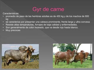 Características:
• promedio de peso de las hembras adultas es de 450 kg y de los machos de 800
kg
• se caracteriza por presentar una cabeza prominente, frente larga y ultra convexa
• Resiste altas temperaturas, forrajes de baja calidad y enfermedades.
• Son generalmente de color moteado, que va desde rojo hasta blanco.
• Muy precoces
 