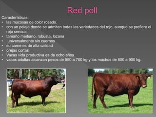 Características:
• las mucosas de color rosado.
• con un pelaje donde se admiten todas las variedades del rojo, aunque se prefiere el
rojo cereza;
• tamaño mediano, robusta, lozana
• universalmente sin cuernos
• su carne es de alta calidad
• orejas cortas
• Vacas vida productiva es de ocho años
• vacas adultas alcanzan pesos de 550 a 700 kg y los machos de 800 a 900 kg.
 