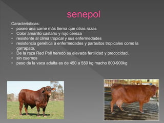 Características:
• posee una carne más tierna que otras razas
• Color amarillo castaño y rojo cereza
• resistente al clima tropical y sus enfermedades
• resistencia genética a enfermedades y parásitos tropicales como la
garrapata.
• De la raza Red Poll heredó su elevada fertilidad y precocidad.
• sin cuernos
• peso de la vaca adulta es de 450 a 550 kg macho 800-900kg
 