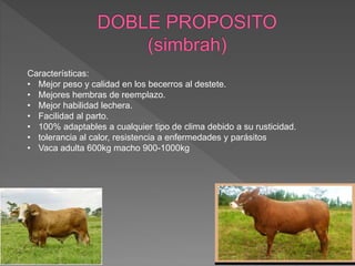 Características:
• Mejor peso y calidad en los becerros al destete.
• Mejores hembras de reemplazo.
• Mejor habilidad lechera.
• Facilidad al parto.
• 100% adaptables a cualquier tipo de clima debido a su rusticidad.
• tolerancia al calor, resistencia a enfermedades y parásitos
• Vaca adulta 600kg macho 900-1000kg
 