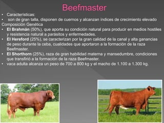 • Características:
• son de gran talla, disponen de cuernos y alcanzan índices de crecimiento elevado
Composición Genética
• El Brahmán (50%), que aporta su condición natural para producir en medios hostiles
y resistencia natural a parásitos y enfermedades.
• El Hereford (25%), se caracterizan por la gran calidad de la canal y alta ganancias
de peso durante la ceba, cualidades que aportaron a la formación de la raza
Beefmaster.
• El Shorthorn (25%), raza de gran habilidad materna y mansedumbre, condiciones
que transfirió a la formación de la raza Beefmaster.
• vaca adulta alcanza un peso de 700 a 800 kg y el macho de 1.100 a 1.300 kg.
 
