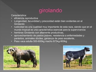 Característica:
• eficiencia reproductiva
• Longevidad, fecundidad y precocidad están bien evidentes en el
Girolando
• rusticidad es una cualidad muy importante de esta raza, siendo que en el
mundo tropical es una característica esencial para la supervivencia
• hembras Girolando son altamente productivas,
• aprovechamiento de pastos pobres, resistencia a enfermedades y
parásitos, animales dóciles, ganancia de peso excelente,
• Peso vaca adulta 500-600kg macho 875kg-900kg
 