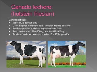 Características:
• Mandíbula descarnada
• Color original blanco y negro, también blanco con rojo
• Fácil adaptación a climas especialmente fríos
• Peso en hembra 550-600kg, macho 875-900kg
• Producción de leche en promedio 13 a 27 lts por día.
 