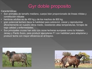 Características:
• Son animales de tamaño mediano, cuerpo bien proporcionado de líneas nítidas y
constitución robusta
• hembras adultas es de 450 kg y de los machos de 800 kg.
• gran potencial lechero tiene la habilidad para sobrevivir, crecer y reproducirse
eficientemente en nuestro clima medio, resistiendo altas temperaturas, forrajes de
baja calidad y enfermedades.
• Sus principales cruces han sido con razas lecheras europeas como la Holstein,
Jersey y Pardo Suizo, para producir ejemplares F1 con habilidad para adaptarse y
producir leche con mayor eficiencia en el trópico.
 