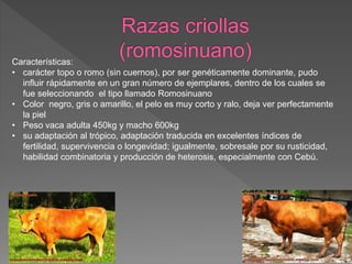 Características:
• carácter topo o romo (sin cuernos), por ser genéticamente dominante, pudo
influir rápidamente en un gran número de ejemplares, dentro de los cuales se
fue seleccionando el tipo llamado Romosinuano
• Color negro, gris o amarillo, el pelo es muy corto y ralo, deja ver perfectamente
la piel
• Peso vaca adulta 450kg y macho 600kg
• su adaptación al trópico, adaptación traducida en excelentes índices de
fertilidad, supervivencia o longevidad; igualmente, sobresale por su rusticidad,
habilidad combinatoria y producción de heterosis, especialmente con Cebú.
 