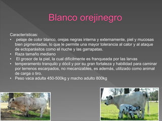 Características:
• pelaje de color blanco, orejas negras interna y externamente, piel y mucosas
bien pigmentadas, lo que le permite una mayor tolerancia al calor y al ataque
de ectoparásitos como el nuche y las garrapatas.
• Raza tamaño mediano
• El grosor de la piel, la cual difícilmente es franqueada por las larvas
• temperamento tranquilo y dócil y por su gran fortaleza y habilidad para caminar
por terrenos escarpados, no mecanizables, es además, utilizado como animal
de carga o tiro.
• Peso vaca adulta 450-500kg y macho adulto 800kg
 