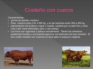 Características:
• animal de tamaño mediano
• Peso machos entre 532 a 690 kg. y en las hembras entre 380 a 450 kg.
• pigmentación de la piel es negra o rosada, cubierta por un pelo fino y corto
cuyo color varia entre bayo claro y rojo cereza.
• Los toros son vigorosos y activos sexualmente. Tienen los miembros
posteriores fuertes y con buenos aplomos, los testículos de buen tamaño. El
toro criollo Costeño con Cuernos no tiene giba ni prepucio colgante.
 