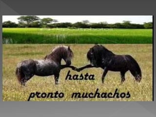 Razas bovinas y sus caracteristicas sebas y david medina