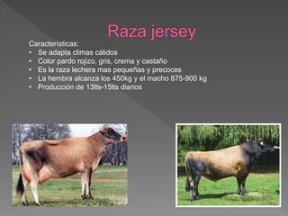 Características:
• Se adapta climas cálidos
• Color pardo rojizo, gris, crema y castaño
• Es la raza lechera mas pequeñas y precoces
• La hembra alcanza los 450kg y el macho 875-900 kg
• Producción de 13lts-15lts diarios
 