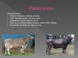 Características:
• Cabeza mediana y ollares amplios
• Color del pelo pardo, moreno o gris
• Adaptación climas cálidos y fríos
• Peso de la hembra adulta 630kg y macho 900-1000kg
• Producción de leche es 16lts por día
 