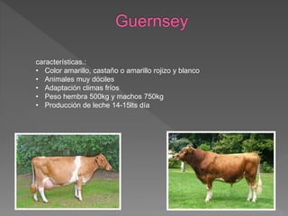 características.:
• Color amarillo, castaño o amarillo rojizo y blanco
• Animales muy dóciles
• Adaptación climas fríos
• Peso hembra 500kg y machos 750kg
• Producción de leche 14-15lts día
 