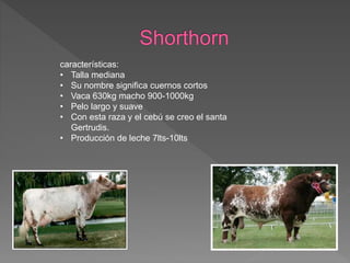características:
• Talla mediana
• Su nombre significa cuernos cortos
• Vaca 630kg macho 900-1000kg
• Pelo largo y suave
• Con esta raza y el cebú se creo el santa
Gertrudis.
• Producción de leche 7lts-10lts
 
