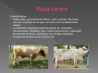 Características:
• Pelaje claro, generalmente blanco, corto y grueso, Mucosas
oscuras, el borde de los ojos y el morro son completamente
negros
• La selección natural privilegió los genes de: rusticidad,
mansedumbre, fortaleza, vigor, buena reproducción, capacidad
de soportar el clima y aprovechar los forrajes tropicales.
• Producción lechera es de 8.9 lts al día
 