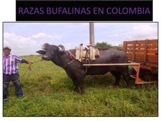 RAZAS BUFALINAS EN COLOMBIA 
 