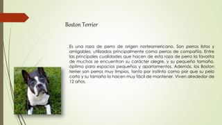 Es una raza de perro de origen norteamericano. Son perros listos y
amigables, utilizados principalmente como perros de compañía. Entre
las principales cualidades que hacen de esta raza de perro la favorita
de muchos se encuentran su carácter alegre, y su pequeño tamaño,
óptimo para espacios pequeños y apartamentos. Además, los Boston
terrier son perros muy limpios, tanto por instinto como por que su pelo
corto y su tamaño lo hacen muy fácil de mantener. Viven alrededor de
12 años.
Boston Terrier
 