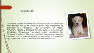 Los French Poodle son perros muy activos y listos, de hecho son
considerados una de las razas de perros más inteligentes. Se
clasifican en 3 variedades según su tamaño: Toy Poodle,
Minuature Poodle y Standard Poodle; aunque la Federacion
Cinologica Internacional reconoce cuatro variedades: Toy,
Miniature, Medium y Standard. También existen gran variedad
de cortes para poodles de exposición, entre ellos el continental,
silla inglesa, deportivo, holandés e inclusive de cachorro.
French Poodle
 