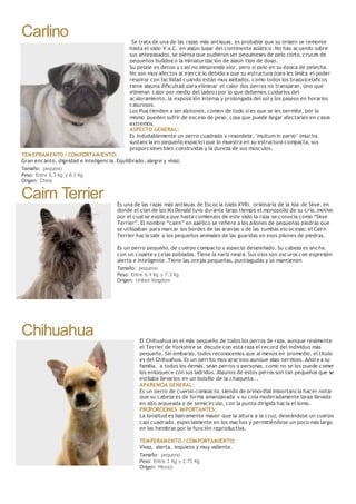 Carlino Se trata de una de las razas más antiguas, es probable que su origen se remonte
hasta el siglo V a.C. en algún lugar del continente asiático. No hay acuerdo sobre
sus antepasados, se piensa que pudieron ser pequineses de pelo corto, cruces de
pequeños bulldog o la miniaturización de algún tipo de dogo.
Su pelaje es denso y casi no desprende olor, pero si pelo en su época de pelecha.
No son muy afectos al ejercicio debido a que su estructura ósea les limita el poder
respirar con facilidad cuando están muy agitados, como todos los braquicelaficos
tiene alguna dificultad para eliminar el calor (los perros no transpiran, sino que
eliminan calor por medio del jadeo) por lo que debemos cuidarlos del
acaloramiento, la exposición intensa y prolongada del sol y los paseos en horarios
calurosos.
Los Pug tienden a ser glotones, comen de todo si es que se les permite, por lo
mismo pueden sufrir de exceso de peso, cosa que puede llegar afectarles en casos
extremos.
ASPECTO GENERAL:
Es indudablemente un perro cuadrado y regordete, "multum in parvo" (mucha
sustancia en pequeño espacio) que lo muestra en su estructura compacta, sus
proporciones bien construidas y la dureza de sus músculos.
TEMEPRAMENTO / COMPORTAMIENTO:
Gran encanto, dignidad e inteligencia. Equilibrado, alegre y vivaz.
Tamaño: pequeno
Peso: Entre 6.3 Kg y 8.1 Kg
Origen: China
Cairn Terrier Es una de las razas más antiguas de Escocia (siglo XVII), originaria de la isla de Skye, en
donde el clan de los McDonald tuvo durante largo tiempo el monopolio de su cría, motivo
por el cual se explica que hasta comienzos de este siglo la raza se conocía como “Skye
Terrier”. El nombre “cairn” en gaélico se refiere a los pilones de pequeñas piedras que
se utilizaban para marcar los bordes de las granjas y de las tumbas escocesas; el Cairn
Terrier hacía salir a los pequeños animales de las guaridas en esos pilones de piedras.
Es un perro pequeño, de cuerpo compacto y aspecto desgreñado. Su cabeza es ancha,
con un copete y cejas pobladas. Tiene la nariz negra. Sus ojos son oscuros con expresión
alerta e inteligente. Tiene las orejas pequeñas, puntiagudas y se mantienen
Tamaño: pequeno
Peso: Entre 6.4 Kg y 7.3 Kg
Origen: United Kingdom
Chihuahua El Chihuahua es el más pequeño de todos los perros de raza, aunque realmente
el Terrier de Yorkshire se discute con esta raza el record del individuo más
pequeño. Sin embargo, todos reconocemos que al menos en promedio, el título
es del Chihuahua. Es un perrito muy gracioso aunque algo nervioso. Adora a su
familia, a todos los demás, sean perros o personas, como no se los puede comer
los enloquece con sus ladridos. Algunos de estos perros son tan pequeños que se
estilaba llevarlos en un bolsillo de la chaqueta. .
APARENCIA GENERAL:
Es un perro de cuerpo compacto, siendo de primordial importancia hacer notar
que su cabeza es de forma amanzanada y su cola moderadamente larga llevada
en alto arqueada o de semicírculo, con la punta dirigida hacia el lomo.
PROPORCIONES IMPORTANTES:
La longitud es ligeramente mayor que la altura a la cruz, deseándose un cuerpo
casi cuadrado, especialmente en los machos y permitiéndose un poco más largo
en las hembras por la función reproductiva.
TEMPERAMENTO / COMPORTAMIENTO:
Vivaz, alerta, inquieto y muy valiente.
Tamaño: pequeno
Peso: Entre 1 Kg y 2.75 Kg
Origen: Mexico
 