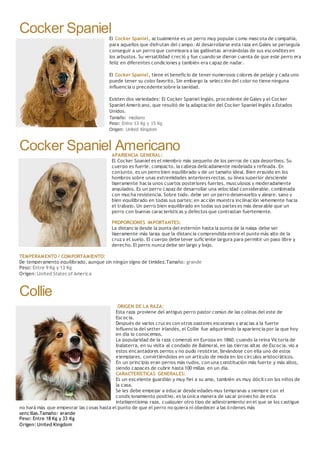 Cocker Spaniel
El Cocker Spaniel, actualmente es un perro muy popular como mascota de compañía,
para aquellos que disfrutan del campo. Al desarrollarse esta raza en Gales se perseguía
conseguir a un perro que correteara a las gallinetas arreándolas de sus escondites en
los arbustos. Su versatilidad creció y fue cuando se dieron cuenta de que este perro era
feliz en diferentes condiciones y también era capaz de nadar.
El Cocker Spaniel, tiene el beneficio de tener numerosos colores de pelaje y cada uno
puede tener su color favorito. Sin embargo la selección del color no tiene ninguna
influencia o precedente sobre la sanidad.
Existen dos variedades: El Cocker Spaniel Inglés, procedente de Gales y el Cocker
Spaniel Americano, que resultó de la adaptación del Cocker Spaniel Inglés a Estados
Unidos.
Tamaño: mediano
Peso: Entre 13 Kg y 15 Kg
Origen: United Kingdom
Cocker Spaniel AmericanoAPARIENCIA GENERAL:
El Cocker Spaniel es el miembro más pequeño de los perros de caza deportivos. Su
cuerpo es fuerte, compacto, la cabeza delicadamente modelada y refinada. En
conjunto, es un perro bien equilibrado y de un tamaño ideal. Bien erguido en los
hombros sobre unas extremidades anteriores rectas, su línea superior desciende
ligeramente hacia unos cuartos posteriores fuertes, musculosos y moderadamente
angulados. Es un perro capaz de desarrollar una velocidad considerable, combinada
con mucha resistencia. Sobre todo, debe ser un perro desenvuelto y alegre, sano y
bien equilibrado en todas sus partes; en acción muestra inclinación vehemente hacia
el trabajo. Un perro bien equilibrado en todas sus partes es más deseable que un
perro con buenas características y defectos que contrastan fuertemente.
PROPORCIONES IMPORTANTES:
La distancia desde la punta del esternón hasta la punta de la nalga debe ser
ligeramente más larga que la distancia comprendida entre el punto más alto de la
cruz y el suelo. El cuerpo debe tener suficiente largura para permitir un paso libre y
derecho. El perro nunca debe ser largo y bajo.
TEMPERAMENTO / COMPORTAMIENTO:
De temperamento equilibrado, aunque sin ningún signo de timidez.Tamaño: grande
Peso: Entre 9 Kg y 13 Kg
Origen: United States of America
Collie
ORIGEN DE LA RAZA:
Esta raza proviene del antiguo perro pastor común de las colinas del este de
Escocia.
Después de varios cruces con otros pastores escoceses y gracias a la fuerte
influencia del setter irlandés, el Collie fue adquiriendo la apariencia por la que hoy
en día lo conocemos.
La popularidad de la raza comenzó en Europa en 1860, cuando la reina Victoria de
Inglaterra, en su visita al condado de Balmoral, en las tierras altas de Escocia, vio a
estos encantadores perros y no pudo resistirse, llevándose con ella uno de estos
ejemplares, convirtiéndolos en un artículo de moda en los círculos aristocráticos.
En un principio eran perros más rudos, con una constitución más fuerte y más altos,
siendo capaces de cubrir hasta 100 millas en un día.
CARACTERÍSTICAS GENERALES:
Es un excelente guardián y muy fiel a su amo, también es muy dócil con los niños de
la casa.
Se les debe empezar a educar desde edades muy tempranas y siempre con el
condicionamiento positivo, es la única manera de sacar provecho de esta
inteligentísima raza, cualquier otro tipo de adiestramiento en el que se los castigue
no hará más que empeorar las cosas hasta el punto de que el perro no quiera ni obedecer a las ó rdenes más
sencillas.Tamaño: grande
Peso: Entre 18 Kg y 33 Kg
Origen: United Kingdom
 