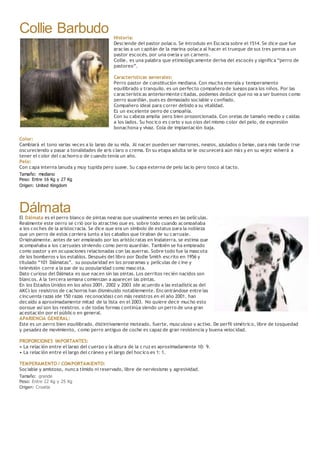 Collie Barbudo Historia:
Desciende del pastor polaco. Se introdujo en Escocia sobre el 1514. Se dice que fue
gracias a un capitán de la marina polaca al hacer el trueque de sus tres perros a un
pastor escocés, por una oveja y un carnero.
Collie, es una palabra que etimológicamente deriva del escocés y significa “perro de
pastoreo”.
Características generales:
Perro pastor de constitución mediana. Con mucha energía y temperamento
equilibrado y tranquilo, es un perfecto compañero de juegos para los niños. Por las
características anteriormente citadas, podemos deducir que no va a ser buenos como
perro guardián, pues es demasiado sociable y confiado.
Compañero ideal para correr debido a su vitalidad.
Es un excelente perro de compañía.
Con su cabeza amplia pero bien proporcionada. Con orejas de tamaño medio y caídas
a los lados. Su hocico es corto y sus ojos del mismo color del pelo, de expresión
bonachona y vivaz. Cola de implantación baja.
Color:
Cambiará el tono varias veces a lo largo de su vida. Al nacer pueden ser marrones, negros, azulados o beige, para más tarde irse
oscureciendo y pasar a tonalidades de gris claro o crema. En su etapa adulta se le oscurecerá aún más y en su vejez volverá a
tener el color del cachorro o de cuando tenía un año.
Pelo:
Con capa interna lanuda y muy tupida pero suave. Su capa externa de pelo lacio pero tosco al tacto.
Tamaño: mediano
Peso: Entre 16 Kg y 27 Kg
Origen: United Kingdom
DálmataEl Dálmata es el perro blanco de pintas negras que usualmente vemos en las películas.
Realmente este perro se crió por lo atractivo que es, sobre todo cuando acompañaba
a los coches de la aristocracia. Se dice que era un símbolo de estatus para la nobleza
que un perro de estos corriera junto a los caballos que tiraban de su carruaje.
Originalmente, antes de ser empleado por los aristócratas en Inglaterra, se estima que
acompañaba a los carruajes sirviendo como perro guardián. También se ha empleado
como pastor y en ocupaciones relacionadas con las guerras. Sobre todo fue la mascota
de los bomberos y los establos. Después del libro por Dodie Smith escrito en 1956 y
titulado “101 Dálmatas”, su popularidad en los programas y películas de cine y
televisión corre a la par de su popularidad como mascota.
Dato curioso del Dálmata es que nacen sin las pintas. Los perritos recién nacidos son
blancos. A la tercera semana comienzan a aparecer las pintas.
En los Estados Unidos en los años 2001, 2002 y 2003 (de acuerdo a las estadísticas del
AKC) los registros de cachorros han disminuido notablemente. Encontrándose entre las
cincuenta razas (de 150 razas reconocidas) con más registros en el año 2001, han
decaído a aproximadamente mitad de la lista en el 2003. No quiere decir mucho esto
porque así son los registros, y de todas formas continúa siendo un perro de una gran
aceptación por el público en general.
APARIENCIA GENERAL:
Este es un perro bien equilibrado, distintivamente moteado, fuerte, musculoso y activo. De perfil simétrico, libre de tosquedad
y pesadez de movimiento, como perro antiguo de coche es capaz de gran resistencia y buena velocidad.
PROPORCIONES IMPORTANTES:
• La relación entre el largo del cuerpo y la altura de la c ruz es aproximadamente 10: 9.
• La relación entre el largo del cráneo y el largo del hocico es 1: 1.
TEMPERAMENTO / COMPORTAMIENTO:
Sociable y amistoso, nunca tímido ni reservado, libre de nerviosismo y agresividad.
Tamaño: grande
Peso: Entre 22 Kg y 25 Kg
Origen: Croatia
 