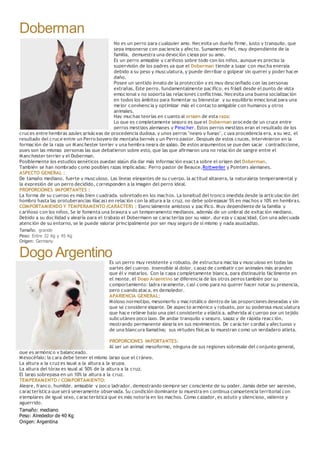 Doberman
No es un perro para cualquier amo. Necesita un dueño firme, justo y tranquilo, que
sepa imponerse con paciencia y afecto. Sumamente fiel, muy dependiente de la
familia, demuestra una devoción ciega por su amo.
Es un perro amigable y cariñoso sobre todo con los niños, aunque es preciso la
supervisión de los padres ya que el Doberman tiende a jugar con mucha energía
debido a su peso y musculatura, y puede derribar o golpear sin querer y poder hacer
daño.
Posee un sentido innato de la protección y es muy desconfiado con las personas
extrañas. Este perro, fundamentalmente pacífico, es frágil desde el punto de vista
emocional y no soporta las relaciones conflictivas. Necesita una buena socialización
en todos los ámbitos para fomentar su bienestar y su equilibrio emocional para una
mejor convivencia y optimizar más el contacto amigable con humanos y otros
animales.
Hay muchas teorías en cuanto al origen de esta raza:
Lo que es completamente seguro es que el Doberman procede de un cruce entre
perros mestizos alemanes y Pinscher. Estos perros mestizos eran el resultado de los
cruces entre hembras azules grisáceas de procedencia dudosa, y unos perros "negro y fuego", c uya procedencia era, a su vez, el
resultado del cruce entre un Perro boyero de montaña bernés y un Perro pastor. Después de estos cruces, intervinieron en la
formación de la raza un Manchester terrier y una hembra negra de galgo. De estos argumentos se pue den sacar contradiccione,
pues son las mismas personas las que debatieron sobre esto, que las que afirmaron una no relación de sangre entre el
Manchester terrier y el Doberman.
Posiblemente los estudios genéticos puedan algún día dar más información exacta sobre el origen del Doberman.
También se han nombrado como posibles razas implicadas: Perro pastor de Beauce,Rottweiler y Pointers alemanes.
ASPECTO GENERAL :
De tamaño mediano, fuerte y musculoso. Las líneas elegantes de su cuerpo, la actitud altanera, la naturaleza temperamental y
la expresión de un perro decidido, corresponden a la imagen del perro ideal.
PROPORCIONES IMPORTANTES :
La forma de su cuerpo es más bien cuadrada, sobretodo en los machos. La longitud del tronco (medida desde la articulación del
hombro hasta las protuberancias ilíacas) en relación con la altura a la cruz, no debe sobrepasar 5% en machos y 10% en hembras.
COMPORTAMIENDO Y TEMPERAMENTO (CARÁCTER) : Esencialmente amistoso y pacífico. Muy dependiente de la familia y
cariñoso con los niños. Se le fomenta una bravura y un temperamento medianos, además de un umbral de exitación mediano.
Debido a su docilidad y alegría para el trabajo el Dobermann se caracteriza por su valor, dureza y capacidad. Con una adecuada
atención de su entorno, se le puede valorar principalmente por ser muy seguro de sí mismo y nada asustadizo.
Tamaño: grande
Peso: Entre 32 Kg y 45 Kg
Origen: Germany
Dogo ArgentinoEs un perro muy resistente y robusto, de estructura maciza y musculoso en todas las
partes del cuerpo, insensible al dolor, capaz de combatir con animales más grandes
que él y matarlos. Con la capa completamente blanca, para distinguirlo fácilmente en
el monte, el Dogo Argentino se diferencia de los otros perros también por su
comportamiento: ladra raramente, casi como para no querer hacer notar su presencia,
pero cuando ataca, es demoledor.
APARIENCIA GENERAL:
Moloso normotipo, mesomorfo y macrotálico dentro de las proporciones deseadas y sin
que se considere gigante. De aspecto armónico y robusto, por su poderosa musculatura
que hace relieve bajo una piel consistente y elástica, adherida al cuerpo por un tejido
subcutáneo poco laxo. De andar tranquilo y seguro, sagaz y de rápida reacción,
mostrando permanente alegría en sus movimientos. De carácter cordial y afectuoso y
de una blancura llamativa; sus virtudes físicas lo muestran como un verdadero atleta.
PROPORCIONES IMPORTANTES:
Al ser un animal mesoformo, ninguna de sus regiones sobresale del conjunto general,
que es armónico y balanceado.
Mesocéfalo; la cara debe tener el mismo largo que el cráneo.
La altura a la cruz es igual a la altura a la grupa.
La altura del tórax es igual al 50% de la altura a la cruz.
El largo sobrepasa en un 10% la altura a la cruz.
TEMPERAMENTO / COMPORTAMIENTO:
Alegre, franco, humilde, amigable y poco ladrador, demostrando siempre ser consciente de su poder. Jamás debe ser agresivo,
característica que será severamente observada. Su condición dominante lo muestra en continua competencia territorial con
ejemplares de igual sexo, característica que es más notoria en los machos. Como cazador, es astuto y silencioso, valiente y
aguerrido.
Tamaño: mediano
Peso: Alrededor de 40 Kg
Origen: Argentina
 