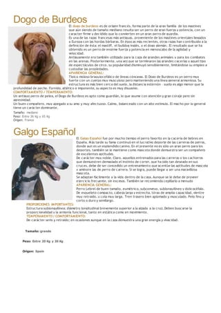 Dogo de BurdeosEl dogo de burdeos es de origen francés, forma parte de la gran familia de los mastines
que aún siendo de tamaño mediano resulta ser un perro de gran fuerza y potencia, con un
caracter firme y decidido que lo convierten en un gran perro de guardia.
Es una de las razas francesas más antiguas, proveniente de los mastines orientales llegados
a Europa con las hordas bárbaras. En épocas más recientes, otras razas han contribuido a la
definición de ésta: el mastiff, el bulldog inglés, y el dogo alemán. El resultado que se ha
obtenido es un perro de enorme fuerza y potencia en menoscabo de la agilidad y
velocidad.
Antiguamente era también utilizado para la caza de grandes animales y para los combates
en las arenas. Posteriormente, una vez que se terminaron las grandes cacerías y aquel tipo
de espectáculos de circo, su popularidad disminuyó sensiblemente, limitándose su empleo a
custodiar las propiedades.
APARIENCIA GENERAL:
Típico moloso braquiocefálico de líneas cóncavas. El Dogo de Burdeos es un perro muy
fuerte con un cuerpo muy musculoso pero manteniendo una línea general armoniosa. Su
estructura es más bien cerca del suelo, la distancia esternón – suelo es algo menor que la
profundidad de pecho. Fornido, atlético e imponente, su aspecto es muy disuasivo.
COMPORTAMIENTO / TEMPERAMENTO:
Un antiguo perro de pelea, el Dogo de Burdeos es apto como guardián, lo que asume con atención y gran coraje pero sin
agresividad.
Un buen compañero, muy apegado a su amo y muy afectuoso. Calmo, balanceado con un alto estímulo. El macho por lo general
tiene un carácter dominante.
Tamaño: mediano
Peso: Entre 36 Kg y 65 Kg
Origen: France
Galgo EspañolEl Galgo Español fue por mucho tiempo el perro favorito en la cacería de liebres en
España. Más tarde su fama continuó en el lucrativo deporte de las carreras de perros,
donde aun es un esplendido canino. En el presente no es sólo un gran perro para los
deportes, también se le mantiene como mascota donde demuestra ser un compañero
de excelentes aptitudes.
De carácter muy noble. Claro, aquellos entrenados para las carreras o los cachorros
que demuestren demasiado el instinto de correr, que ha sido tan deseado en sus
cruces, debe de ser concedido un entrenamiento que acentúe las aptitudes de mascota
y aminore las de perro de carrera. Si se logra, puede llegar a ser una maravillosa
mascota.
Se adaptan fácilmente a la vida dentro de la casa. Aunque se le debe de proveer
ejercicio frecuente, sin excesos. También se recomienda cepillarlo a menudo
APARIENCIA GENERAL:
Perro Lebrel de buen tamaño, eumétrico, subconvexo, sublonguilíneo y dolicocéfalo.
De esqueleto compacto, cabeza larga y estrecha, tórax de amplia capacidad, vientre
muy retraído, y cola muy larga. Tren trasero bien aplomado y musculado. Pelo fino y
corto o duro y semilargo.
PROPORCIONES IMPORTANTES:
Estructura sublonguilínea; diámetro longitudinal brevemente superior a la alzada a la cruz. Deben buscarse la
proporcionalidad y la armonía funcional, tanto en estática como en movimiento.
TEMPERAMENTO / COMPORTAMIENTO:
De carácter serio y retraído; en ocasiones aunque en la caza demuestra una gran energía y vivacidad.
Tamaño: grande
Peso: Entre 20 Kg y 30 Kg
Origen: Spain
 