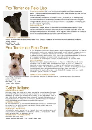 Fox Terrier de Pelo Liso
El Fox Terrier de Pelo Liso esun perrono muygrande,muyligeroysiempre
activo.Originalmente se manteníaenlosestablosparacontrolarlasratas y otros
animalessemejantes.
Eventualmente tambiénfue usadoparasacar a las zorrasde su madrigueray
posiblementede ahíque obtiene sunombre.Se le llevabaconloshoundpero
este perrotrabajabasolo;cuando se escondíaenla cuevao bajo el matorral,era
él quienresolvíael problema.
ASPECTO GENERAL:
Perroactivoy alegre,donde se combinanhuesosde buenasustanciaygran
fortalezafísicaenun empaque compacto,nuncapesadoni tosco.Nodebe ser
patilargoni muycorto de miembros,ydebe erguirsecomoel caballode cazaque
posee unaespaldacortay es capaz de cubrir muchoterreno.
TEMPERAMENTO / COMPORTAMIENTO:
Activo,de movimientosrápidos,expresiónvivaz,siempre alaexpectativa.Amistoso,extravertidoe intrépido.
Tamaño: mediano
Peso: Entre 7 Kg y 8 Kg
Origen: United Kingdom
Fox Terrier de Pelo DuroEl Fox Terrier es un perro muy activo, siempre alerta explorando su entorno. De caracter
amistoso e intrépido, no se lo piensa dos veces a la hora de plantarle cara a otros perros
si es provocado. Cuando son cachorros pueden llegar a ser un poco tozudos y en
ocasiones desesperar a sus dueños. El Fox Terrier necesita una buena educación desde el
principio para establecer correctamente la jerarquía dentro del hogar.
A estos perros les encanta jugar y necesitan una buena dosis de actividad diaria.
ASPECTO GENERAL:
Perro activo y alegre, de pequeño volumen en el que se combinan huesos de buena
sustancia y gran fortaleza física, nunca pesado ni tosco. Su estructura presenta un
equilibrio perfecto, particularmente en lo que se refiere a las proporciones entre el
cráneo y el hocico, y de igual manera entre la altura a la región de la cruz y el largo del
cuerpo desde la punta del hombro hasta la punta de la nalga, que parecen
aproximadamente iguales. Se yergue como el caballo de caza que posee una espalda
corta y es capaz de cubrir mucho terreno.
TEMPERAMENTO / COMPORTAMIENTO:
Perro alerta, de movimientos rápidos, expresión vivaz, siempre en la expectativa de cualquiera provocación. Amistoso,
extrovertido e intrépido.
Tamaño: mediano
Peso: Entre 1.5 Kg y 3 Kg
Origen: United Kingdom
Galgo ItalianoBREVE RESUMEN HISTÓRICO:
El Lebrel Italiano desciende de los galgos que existían ya en el antiguo Egipto en
la corte de los Faraones. Numerosas representaciones en jarrones y vasijas dan
testimonio de su paso por Laconia (Grecia). De ahí, la raza llegó a Italia hacia el
siglo V A.C. Su más amplio desarrollo se sitúa en la época del Renacimiento, en
la corte de los nobles. No es raro encontrar el Lebrel Italiano representado en
pinturas de los más grandes maestros italianos y extranjeros.
APARIENCIA GENERAL:
De aspecto longilíneo, su tronco se inscribe en un cuadrado y sus formas evocan,
en miniatura, a las del Greyhound y del Sloughi. Puede calificársele como
modelo de gracia y distinción.
PROPORCIONES IMPORTANTES:
Su longitud es igual, o apenas inferior a la de la altura a la cruz. La longitud del
cráneo es igual a la mitad de la longitud de la cabeza. La longitud de la c abeza
puede alcanzar el 40% de la altura a la cruz.
TEMPERAMENTO / COMPORTAMIENTO:
Reservado, afectuoso, dócil.
Tamaño: pequeño Peso: Entre 2.5 Kg y 4.5 Kg Origen: Italia
 