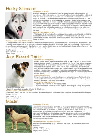 Husky SiberianoAPARIENCIA GENERAL:
El Husky siberiano es un perro de trabajo de tamaño mediano, rápido y ligero. Su
movimiento es libre y gracioso. Su cuerpo moderadamente compacto y bien cubierto de
pelo, las orejas erguidas y la cola tupida con pelo de cepillo sugieren su herencia
nórdica. Su andar característico es suave y aparentemente sin ningún esfuerzo. Lleva a
cabo su función original de perro para jalar de la manera la más capaz, llevando una
carga ligera a velocidad moderada a grandes distancias. Las proporciones y la forma de
su cuerpo reflejan su equilibrio básico de poder, velocidad y resistencia. Los machos de
la raza Husky siberiano son masculinos, pero nunca toscos; las hembras son femeninas
pero sin manifestar debilidad en su estructura. En buenas condiciones de salud, con
músculos firmes y bien desarrollados, el Husky siberiano no debe presentar un exceso
de peso.
PROPORCIONES IMPORTANTES :
- Visto de perfil, la longitud del cuerpo desde la punta del hombro hasta la punta de la
nalga es ligeramente mayor que la altura del cuerpo desde el piso a la cruz.
- La distancia desde la punta de la trufa al stop es igual a la distancia desde el stop al
hueso occipital.
TEMPERAMENTO Y COMPORTAMIENTO:
El temperamento característico del Husky siberiano es amigable y gentil, pero también alerta y extravertido. No manifiesta las
cualidades posesivas del perro de guardia, ni tampoco es exageradamente sospechoso hacia los extraños o agr esivo con otros
perros. Se espera cierta reserva y dignidad en el perro adulto. Su inteligencia, docilidad y disposición para placer hacen de este
perro un compañero agradable y un trabajador siempre dispuesto.
Tamaño: grande
Peso: Entre 15.5 Kg y 28 Kg
Origen: Russia
Jack Russell TerrierBREVE RESUMEN HISTÓRICO:
El Jack Russell Terrier originado en Inglaterra hacia 1800. Gracias a los esfuerzos del
Reverendo John Russell. El desarrolló un estilo de Fox Terriers que se adecuaba a sus
necesidades, las de un perro que corriera con sus foxhounds y que también pudiera
lanzarse a la tierra por el zorro y otras presas. Estos comprendían dos variedades
básicamente con estandares similares, excepto por alguna diferencia, principalmente
en altura y proporciones, el más alto, construido más cuadrado, conocido como el
Parson Russell Terrier y el más bajo, ligeramente más largo, es conocido como el Jack
Russell Terrier.
APARIENCIA GENERAL:
Un terrier de trabajo fuerte, activo, de gran carácter, con cuerpo flexible, de largo
medio. Su hábil movimiento va con su aguda expresión. El corte de cola es opcional y
el manto puede ser corto, duro o quebradizo.
PROPORCIONES IMPORTANTES:
• El perro en su conjunto es más largo que alto.
• La profundidad del cuerpo de la cruz al pecho debe ser igual al largo de la pierna
delantera del codo al suelo.
• La periferia detrás de los codos debe ser de 40 a 43 cm.
TEMPERAMENTO / COMPORTAMIENTO:
Terrier vivaz, alerta y activo, con una expresión aguda e inteligente. Audaz e intrépido, amigable pero silenciosamente seguro.
Tamaño: pequeno
Peso: Entre 8 Kg y 10 Kg
Origen: United Kingdom
Mastín APARIENCIA GENERAL:
Vista desde cualquier ángulo, la cabeza, en su contorno aparece bien cuadrada. La
anchura es una característica muy buscada. La anchura del cráneo es igual a dos tercios
de la longitud total de la cabeza. El cuerpo es macizo, ancho, alto, largo y de
construcción fuerte. Las extremidades están bien separadas y en aplomo. La
musculatura está claramente dibujada. La talla es una característica muy buscada, si
va a la par con la calidad de la construcción. La altura y la substancia son dos puntos
importantes si están acertadamente combinados. Grande, macizo, poderoso,
harmonioso, bien construido.
TEMPERAMENTO Y COMPORTAMIENTO:
Combinación de nobleza y coraje. Tranquilo, afectuoso con sus dueños, pero buen
guardián.
Tamaño: gigante
Peso: Entre 75 Kg y 95 Kg
Origen: United Kingdom
 