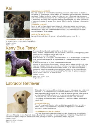 Kai BREVE RESUMEN HISTÓRICO:
Esta raza procede de perros de talla mediana que vivieron antiguamente en Japón. Se
estableció en el distrito Kai (Departamento de Yamanashi) que es una región rodeada de
montañas. También reciben el nombre de « Kai tora-ken ». Su pelaje atigrado es una
nota característica de estos perros. Son utilizados principalmente en la cacería del jabalí
y del venado. Se supone que su tendencia excepcional de formar una jauría, contribuyó
a mantener la pureza de la raza. En el año de 1934, la raza fue declarada « Monumento
natural ».
APARIENCIA GENERAL:
Perro de talla mediana, bien proporcionado, de estructura corporal fuerte con una
musculatura bien desarrollada. Sus características especiales como perro del distrito
montañoso del Japón, son sus extremidades fuertes y articulaciones tibio-tarsianas
excepcionalmente desarrolladas.
PROPORCIÓN IMPORTANTE:
La relación entre la altura de la cruz y la longitud del cuerpo es de 10: 11.
TEMPERAMENTO / COMPORTAMIENTO:
Su temperamento es muy despierto y vigilante.
Tamaño: mediano
Origen: Japan
Kerry Blue TerrierProceden de Irlanda, de la región de Kerry, de ahí su nombre.
En sus orígenes fue denominado irish blue terrier y destinado a cuidar granjas y cazar
zorros, tejones, nutrias y conejos. Más tarde se
transformó en perro de compañía.
Mide alrededor de 47 cm. y pesa aproximadamente 16 Kg. Su pelo es gris azulado con
o sin punta negra. La cabeza, las orejas caídas, la cola y los pies pueden ser más
oscuros.
El Kerry Blue terrier es un perro extremadamente versátil.
Además de una constitución compacta y potente, la principal característica de esta
raza está dada por la capa que presenta un pelo suave y sedoso, muy abundante y
ondulado cuyo color siempre debe ser negro azulado en las diversas tonalidades, y
que puede presentar tonos más obscuros sobre el hocico y en las orejas. Debe de
tenerse en cuenta que de joven la tonalidad "azul" (mezcla de grises) no aparece.
Alcancza este color a los 18 meses de edad.
Tamaño: mediano
Peso: Entre 14 Kg y 18 Kg
Origen: Ireland
Labrador Retriever
El Labrador Retriever es posiblemente la raza de perro más popular que existe en el
presente. En los Estados Unidos, durante los últimos catorce años, ha tenido el
registro anual de cachorros más alto de todas las razas reconocidas (de acuerdo a
las estadísticas del AKC). Al menos en los últimos tres años los registros del
Labrador han sido casi tres veces más que los del segundo lugar, el cual le
correspondió al Golden Retriever. En Inglaterra y Australia también goza de gran
popularidad.
APARIENCIA GENERAL:
Perro de constitución fuerte, región renal corta y muy activo; tiene un cráneo
amplio, pecho y costillas amplias y profundas; la región renal y los miembros
posteriores son anchos y fuertes.
TEMPERAMENTO / COMPORTAMIENTO:
Perro que tiene buen temperamento y es muy ágil. Posee un excelente olfato y
cobra con delicadez; es muy aficionado al agua. Es un animal adaptable y devoto compañero. Inteligente, vivaz y dócil, con
fuerte voluntad para complacer. De carácter afable, sin ninguna señal de agresividad o timidez impropias.
Tamaño: grande
Peso: Entre 25 Kg y 36.4 Kg
Origen: Canada
 